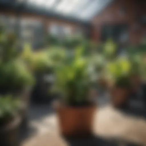 A wide variety of plants displayed at a local nursery