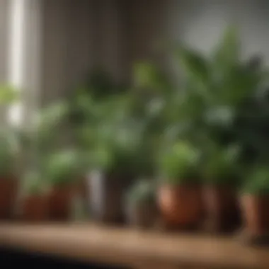The Appeal of Plant Subscription Services Subscription box filled with various plant species