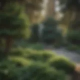 Lush evergreen trees in a well-maintained backyard landscape
