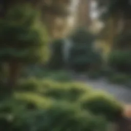 Lush evergreen trees in a well-maintained backyard landscape