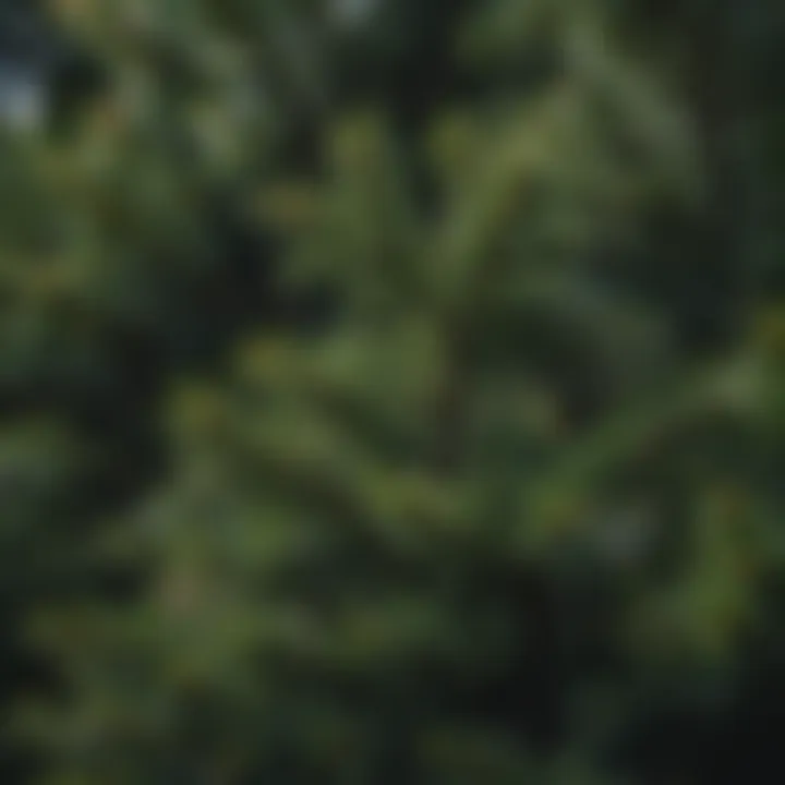 Close-up of a vibrant evergreen tree species