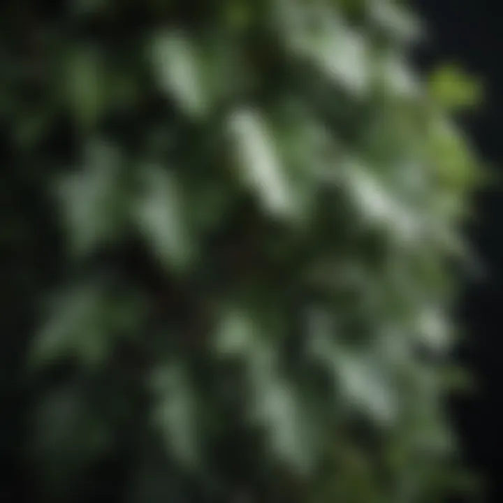 Close-up of rich foliage of an evergreen vine