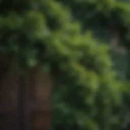 Lush evergreen climbing vine showcasing vibrant leaves