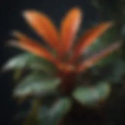 Vibrant exotic plant showcasing unique foliage