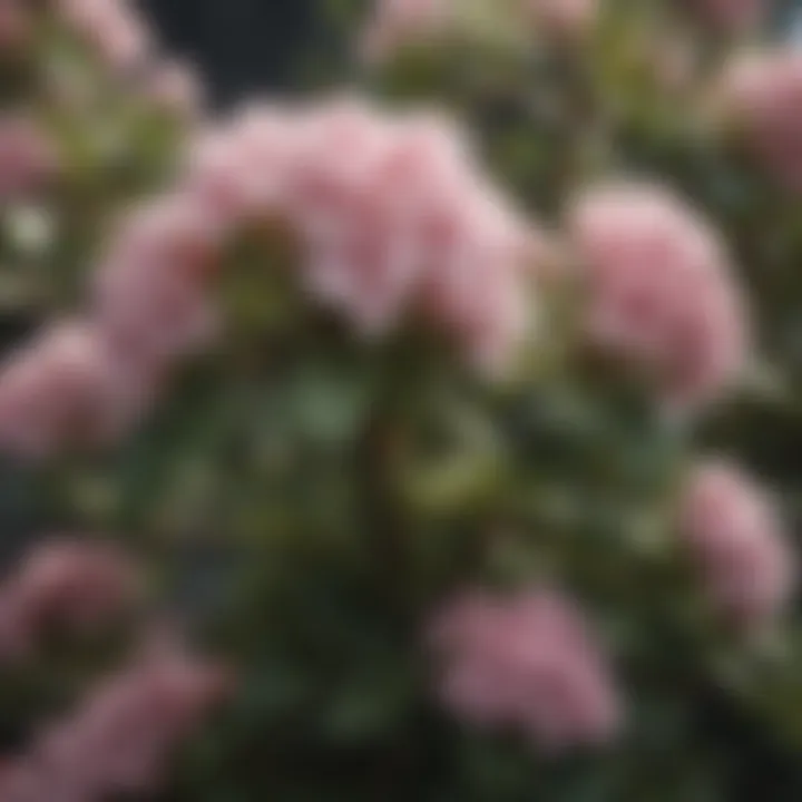 Close-up of delicate blooms on a shrub