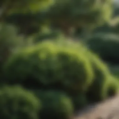 Lush full shade tolerant shrubs in a garden setting