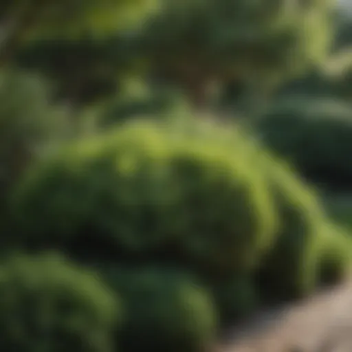 Lush full shade tolerant shrubs in a garden setting