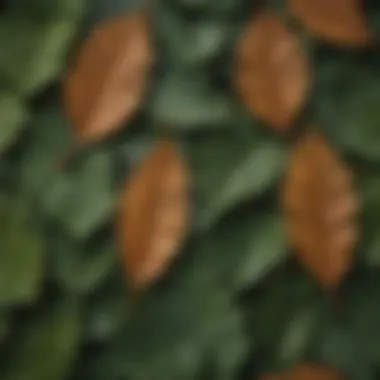 A close-up of unique leaves showcasing different textures and shapes.