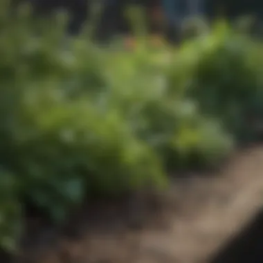 Close-up of a flourishing herb patch with diverse species