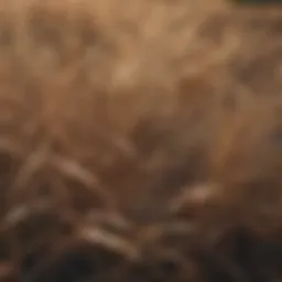Close-up of dry grass showcasing texture and color variations