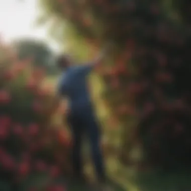 A gardener tending to disease-resistant climbing roses in a sustainable garden