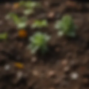 Ideal Soil Mixture for Container Gardening Close-up of soil mixture for container gardening