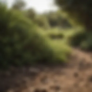 Healthy Bush Thriving in Texas Healthy bush thriving in Texas soil