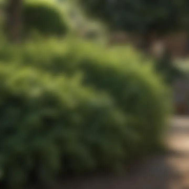 Lush green bush providing shade in a garden