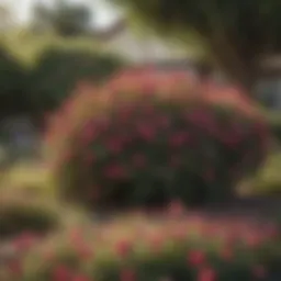Vibrant flowering bush in Texas landscape