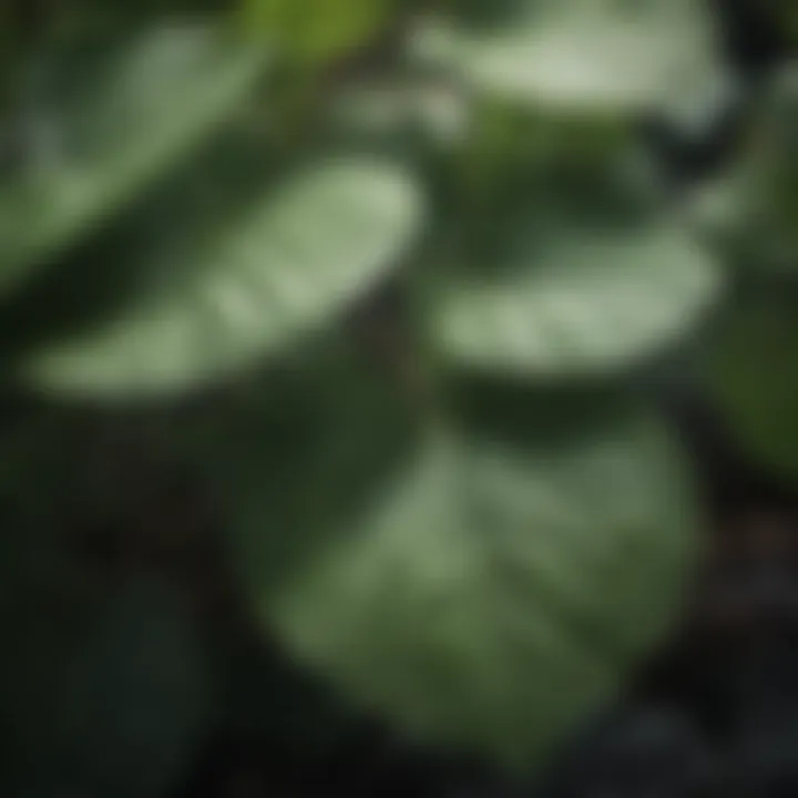 Close-up of hydrangea leaves showing nutrient absorption