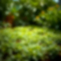 Gardening Ground Cover: A Comprehensive Guide Introduction