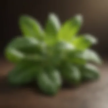 A close-up of basil leaves showcasing their rich green color.