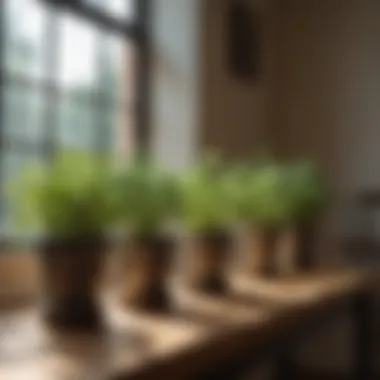 Herb pots arranged by a sunny window, highlighting optimal light exposure.