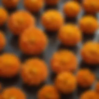 Close-up of marigold seeds, highlighting their texture and size.