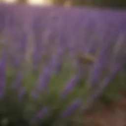 Lavender plants known for their wasp-repelling properties.