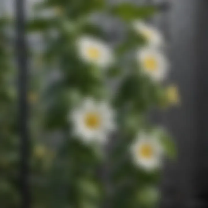 Close-up of cucumber flowers on a trellis