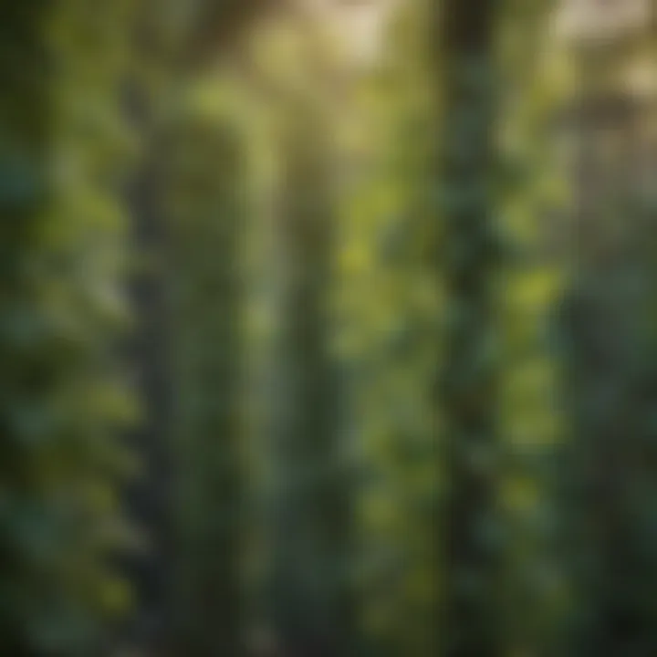 Lush green cucumber vines climbing on a trellis