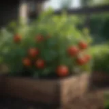 Lush tomato plants thriving in a raised bed garden