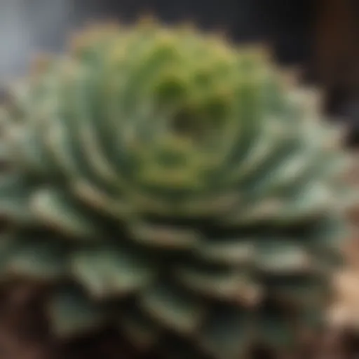 Close-up of a distressed succulent showing signs of overwatering