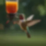 Vibrant hummingbird perched on a feeder