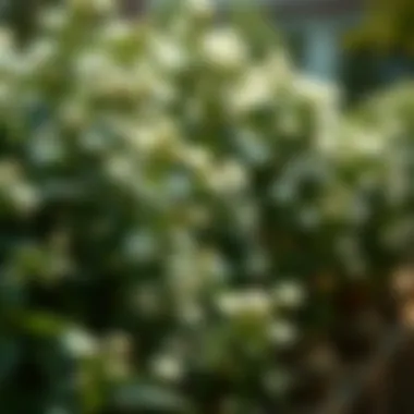 Jasmine Gardening: Cultivating a Fragrant Haven Summary Jasmine Gardening: Cultivating a Fragrant Haven Summary