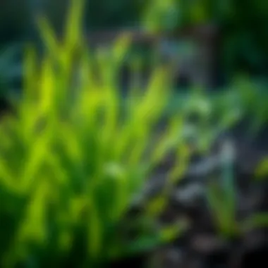 Healthy Grass and Soil A close-up of grass showing healthy green blades and soil