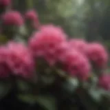 Lush rhododendron blooms illustrating optimal trimming timing