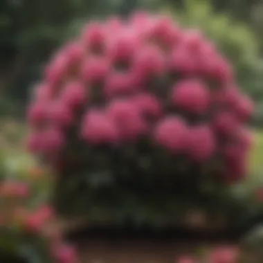 Various species of rhododendrons in a garden setting