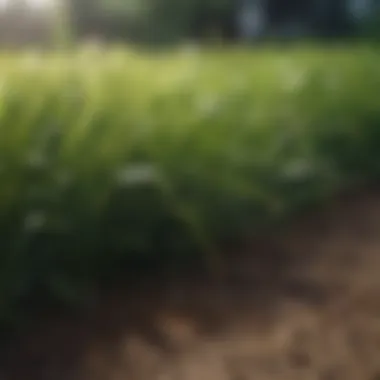 Types of Grass Seed for Different Climates Various grass seed types for diverse climates