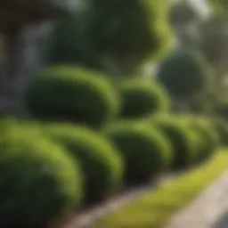Lush green shrubs enhancing the front yard aesthetics