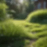 Early signs of grass awakening in spring