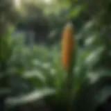 Vibrant corn plants growing in a lush garden
