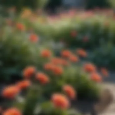 Blooming Flowers in Bloom Close-up of blooming flowers in a garden setting