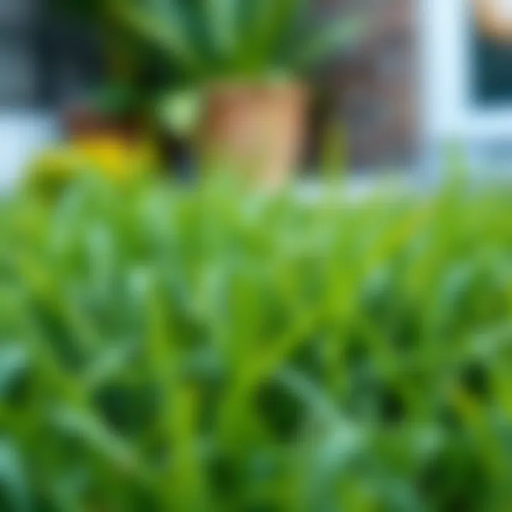 Different types of grass varieties