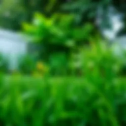 Vibrant grassy backyard