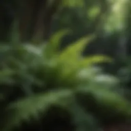 Lush green ferns thriving in a shaded garden