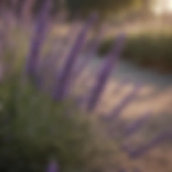 Close-up of lavender flowers with trimmed branches