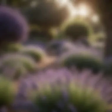 Lavender in a Flourishing Garden Garden setting with lavender trees and seasonal flowers
