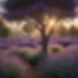 Healthy lavender tree in full bloom