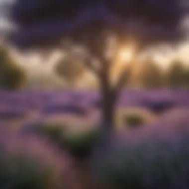 Thriving Lavender Tree Healthy lavender tree in full bloom