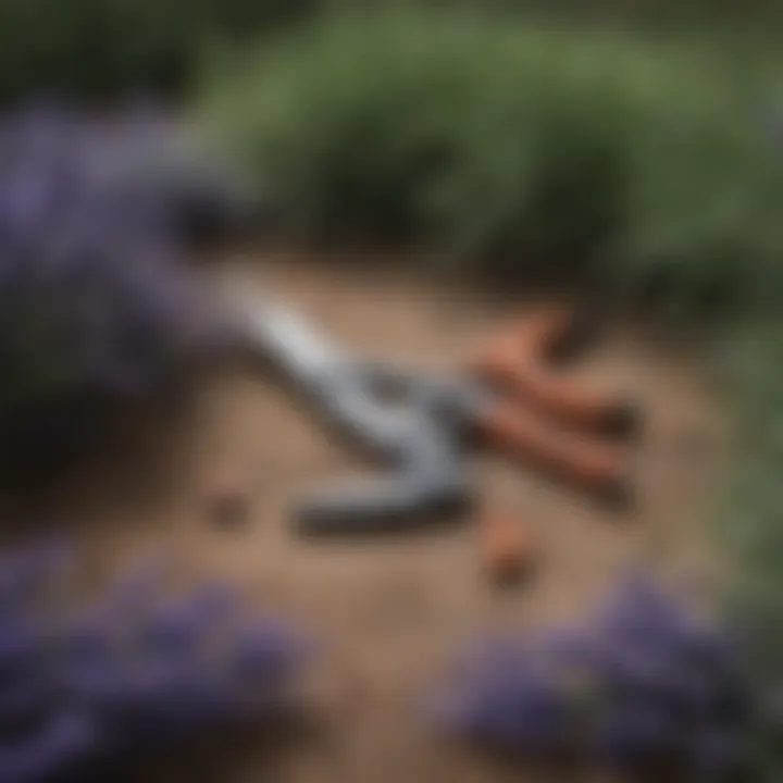 Pruning shears resting on lavender foliage