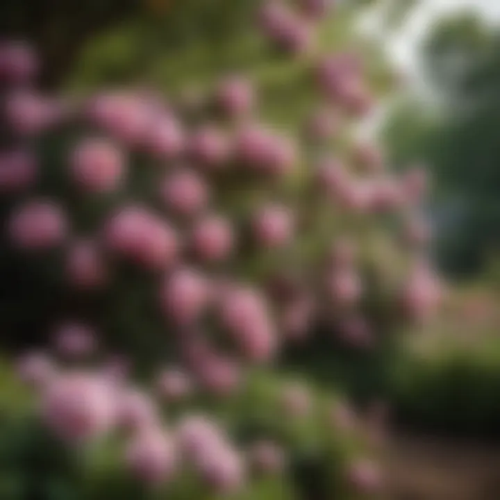 Healthy tree peonies thriving in a garden setting