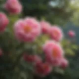 Vibrant tree peony blooms in full glory