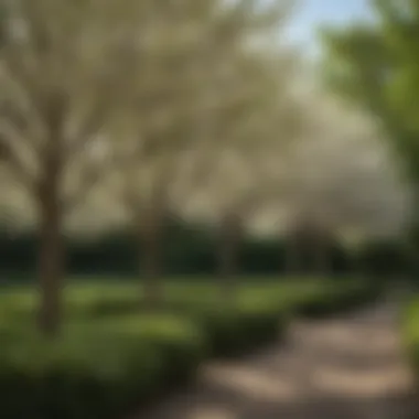 Diverse cultivars of dogwood trees displayed in a nursery